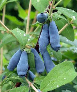 Жимолость съедобная Бакчарский великан