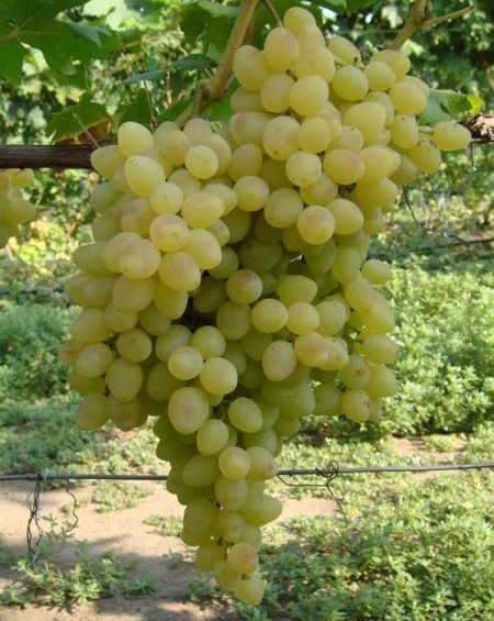 Виноград Кишмиш Володар