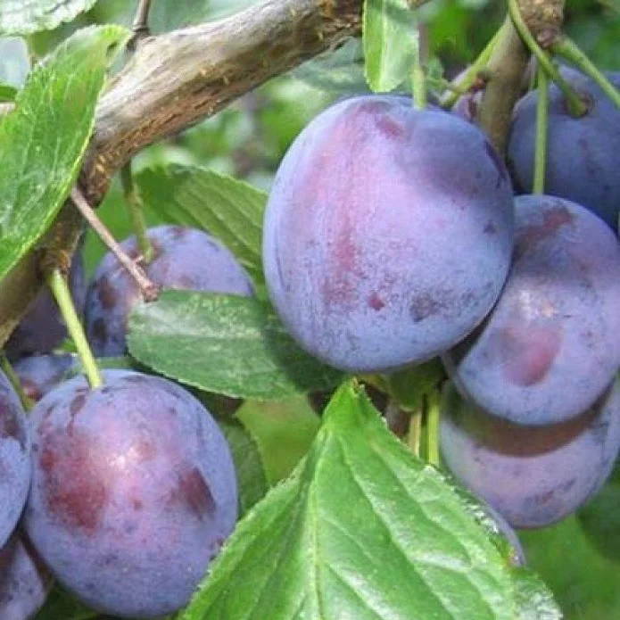 Слива Валевская