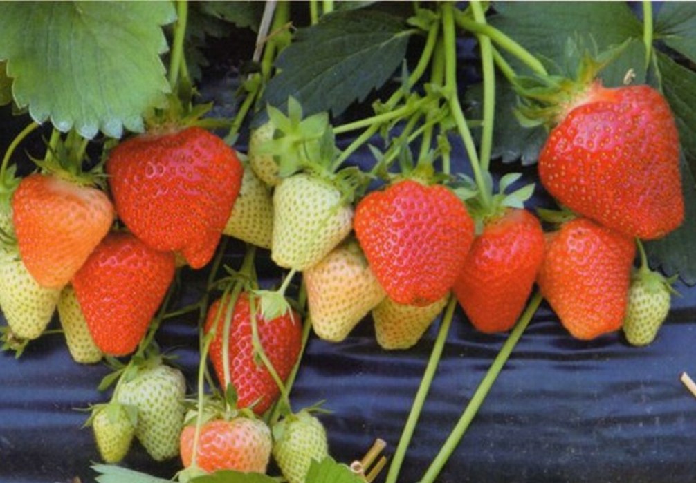 Клубника Джоли