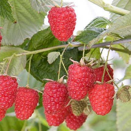 Малина Еріка (ІМЛ-73)