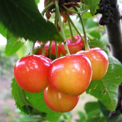 Черешня Дончанка