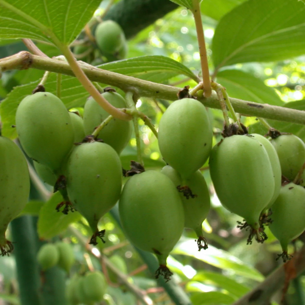 Актинидия сорт Фигурная