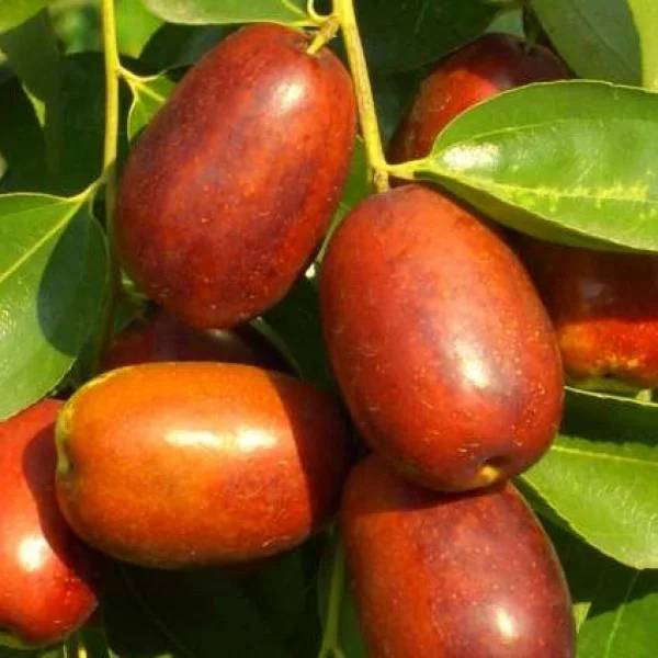 Зизифус (унаби) Китайский 2А