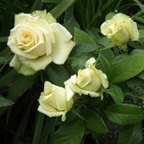 Роза миниатюрная Хонора