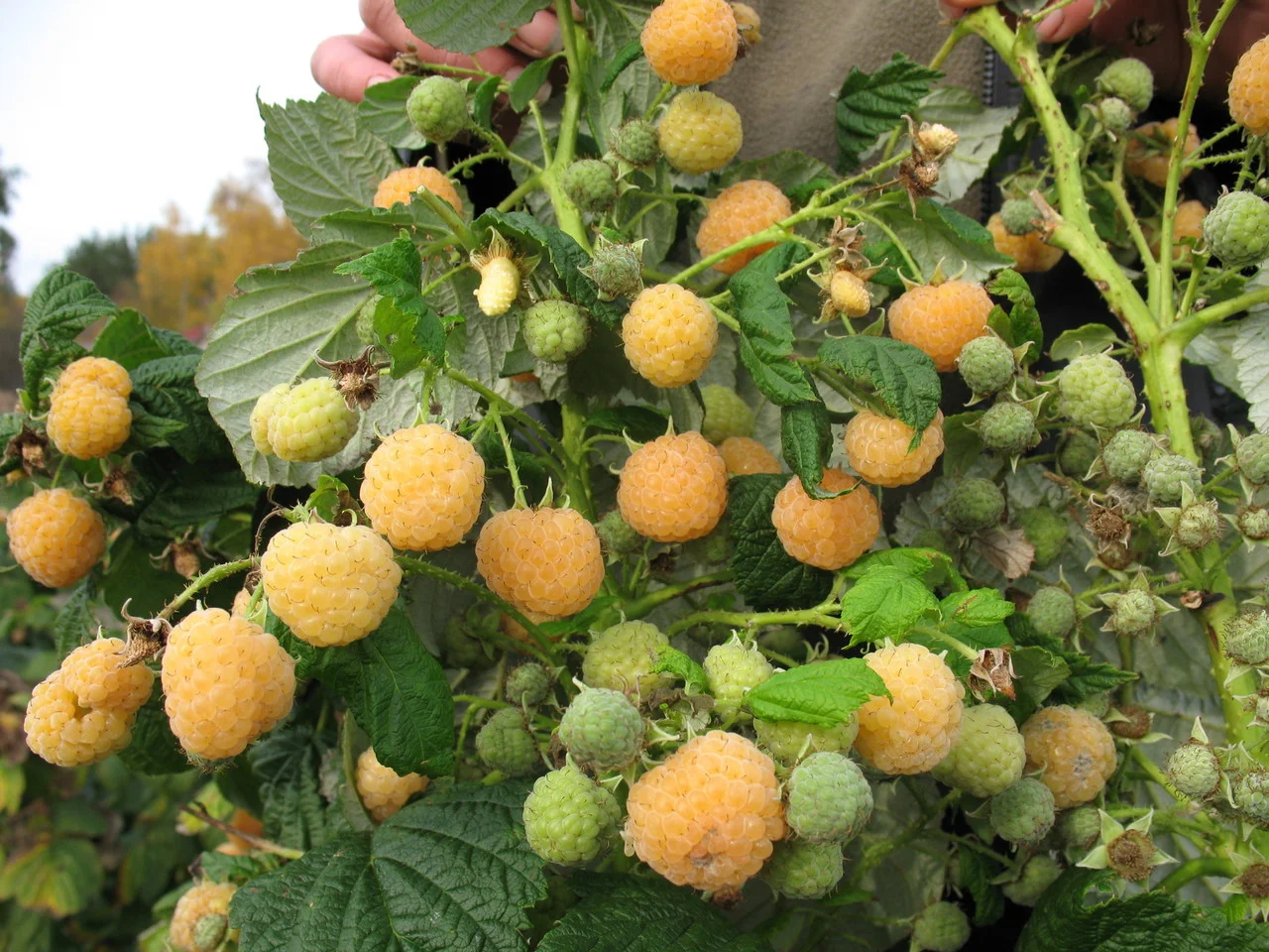 Малина Утренняя роса (poranna rosa)