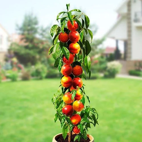 Персик колоновидный Золотой триумф