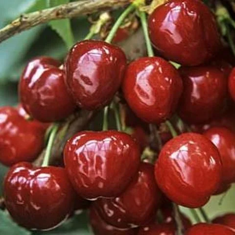 Черешня "Валерия" не "Валерий Чкалов"