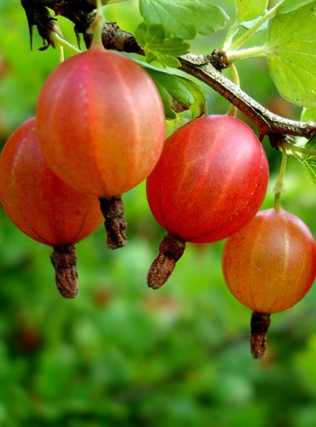 Крыжовник Фонарик (Ліхтарик)