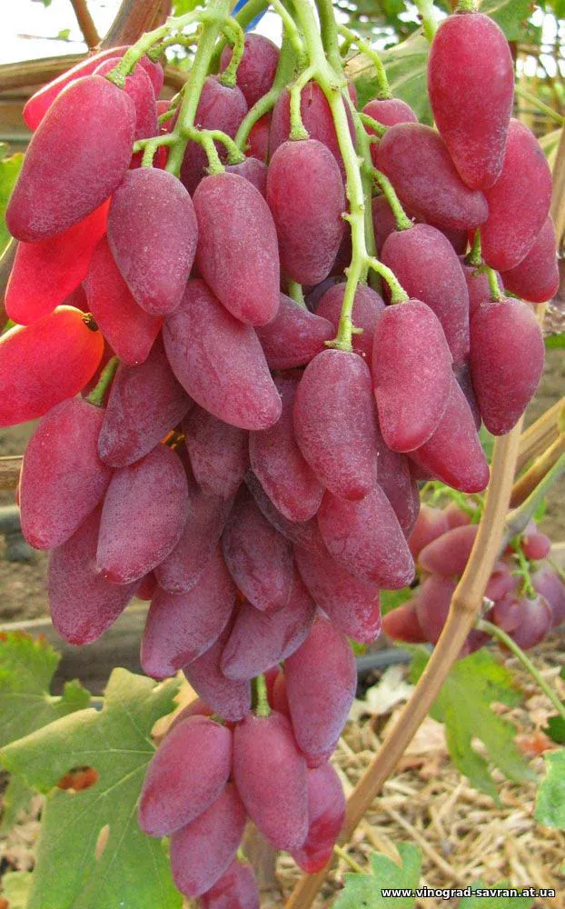 Виноград Дубовский розовый