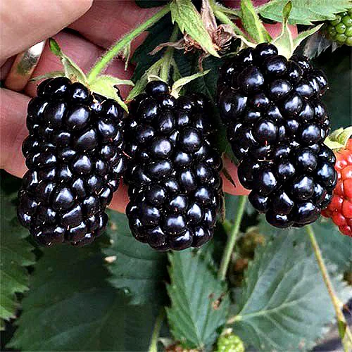 Ежевика Прайм арк Тревелер