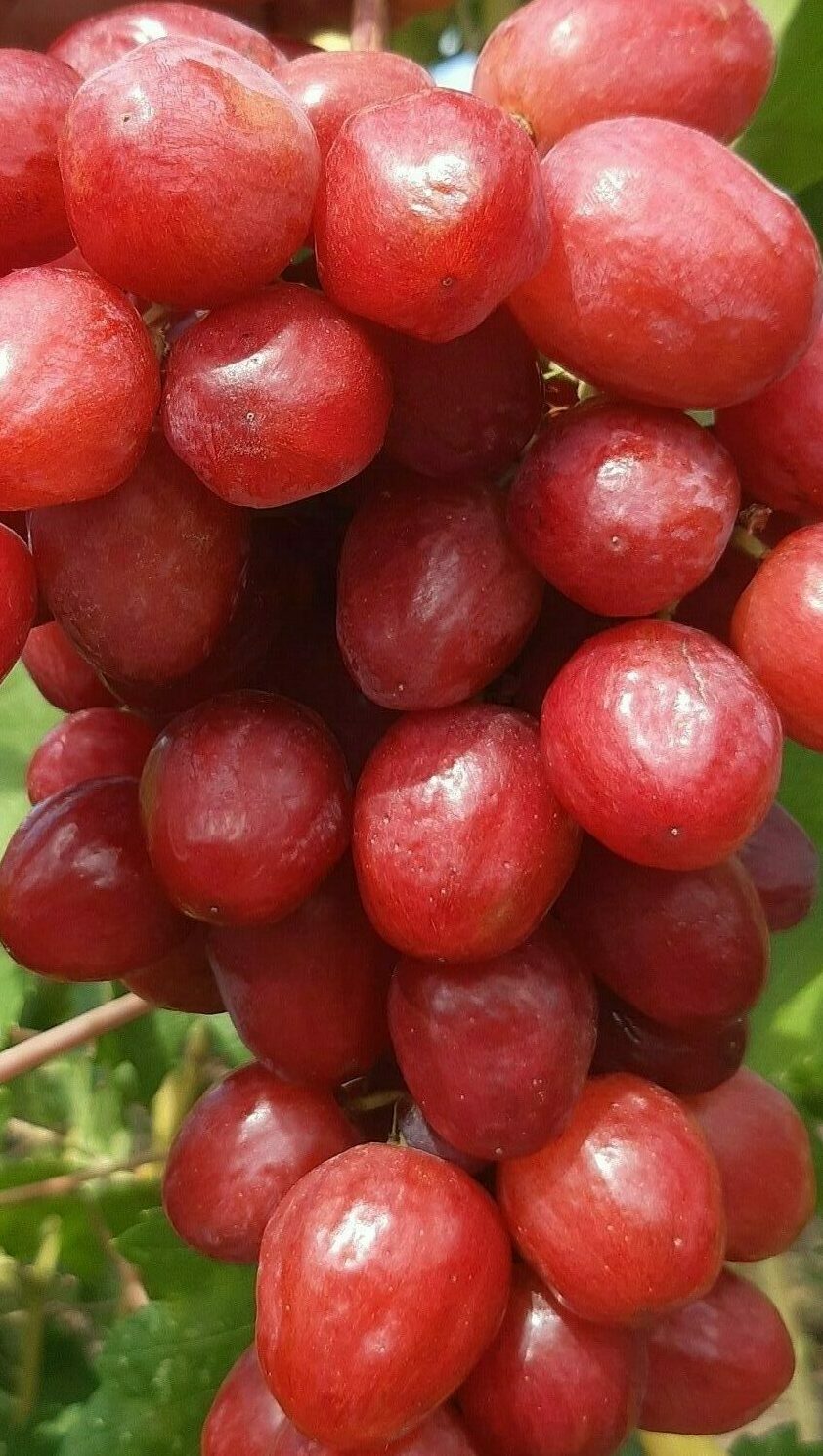 Виноград Червона Шапочка | саджанці винограда