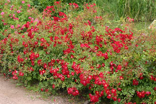 Роза почвопокровная Руж Мейяндекор
