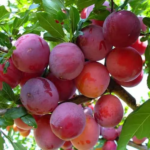 Ренклод Альтана