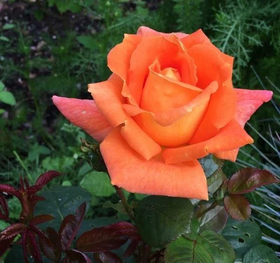 Роза Луи де Фюнес