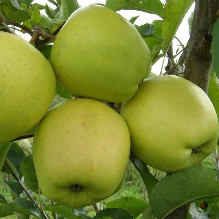 Саженцы яблони Сорт Гринсливз
