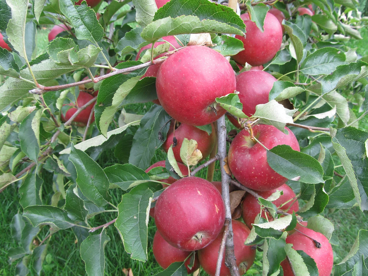 саженцы яблони Айдаред