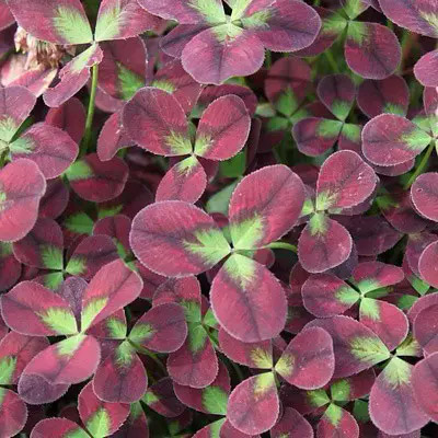 Клевер ползучий Изабелла