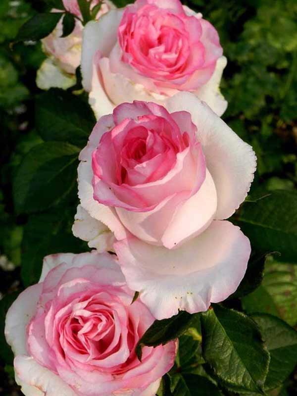 Роза Дольче Вита