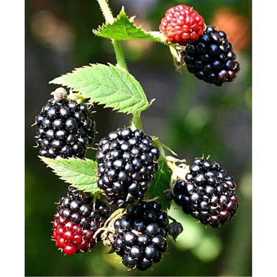 Ежевика Астерина