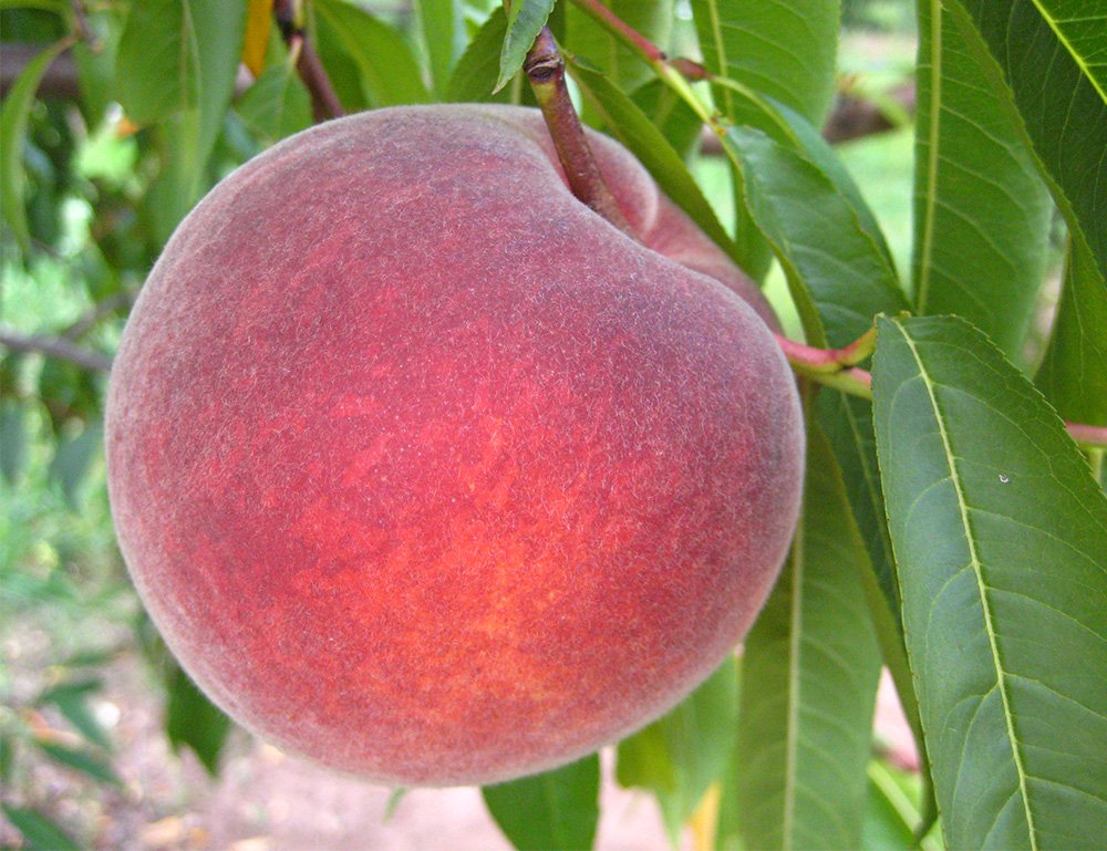 Персик «Флемінг Ф'юрі PF 24 007»