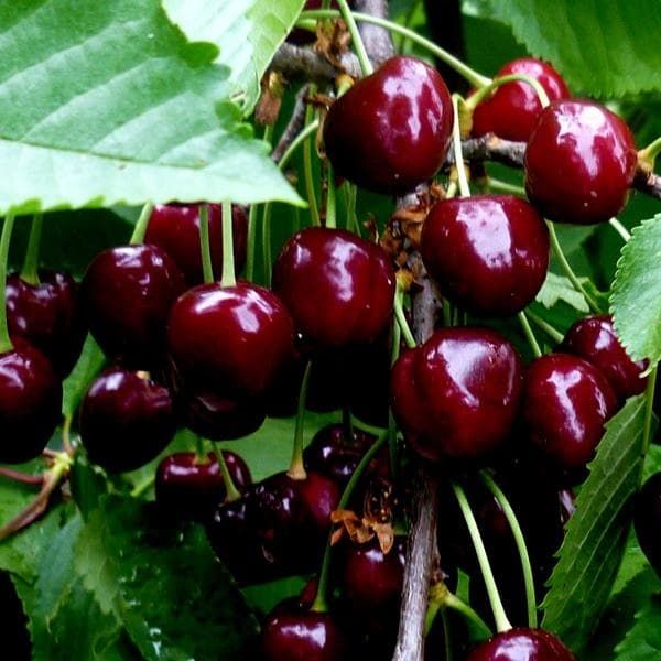 Черешня Гермередорфская