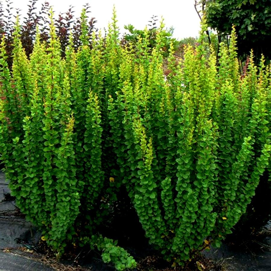 Барбарис тунберга Эректа