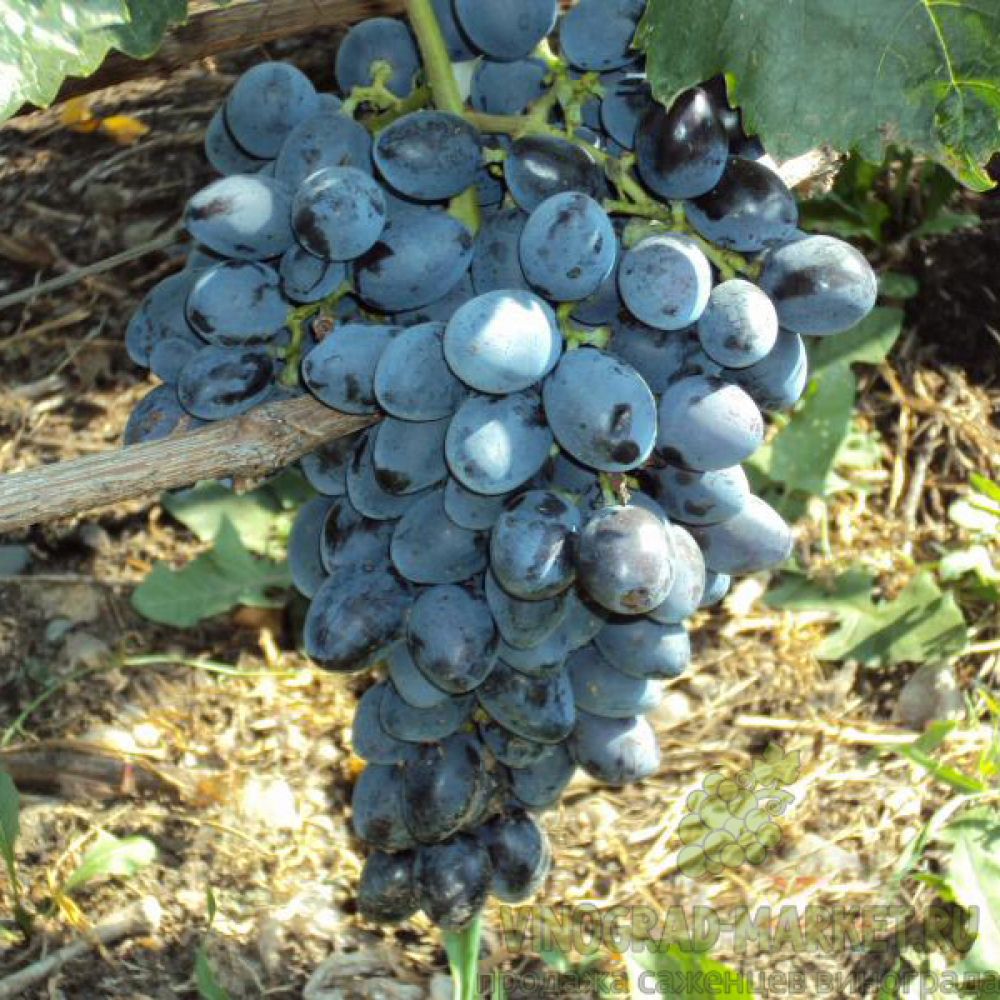 Виноград Гала