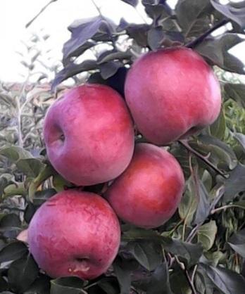 яблоня деличия