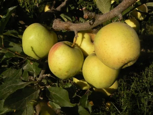 яблоня голд раш
