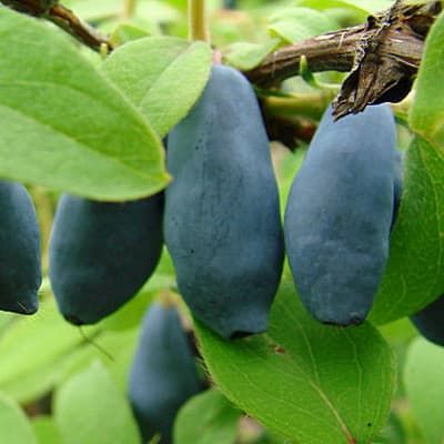 Жимолость Медведица (Ведмедиця)