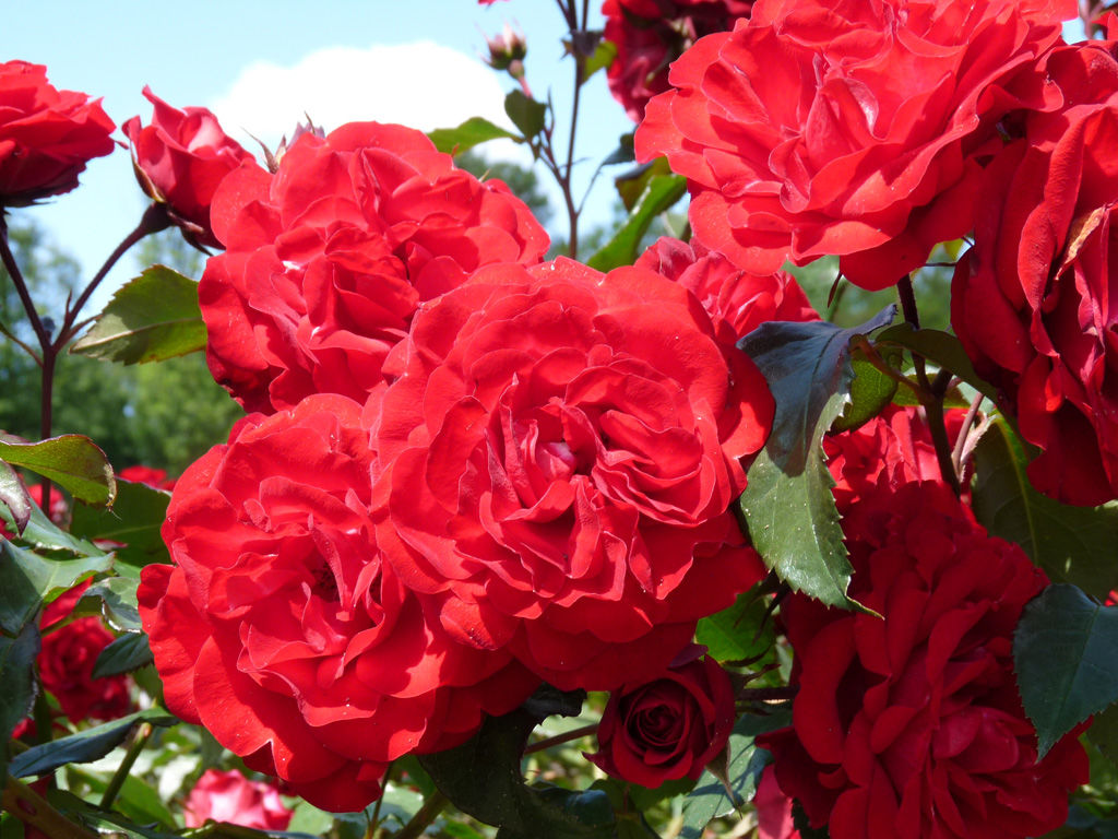 Роза флорибунда Европиана