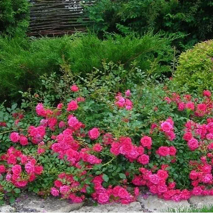 Роза почвопокровная Роди