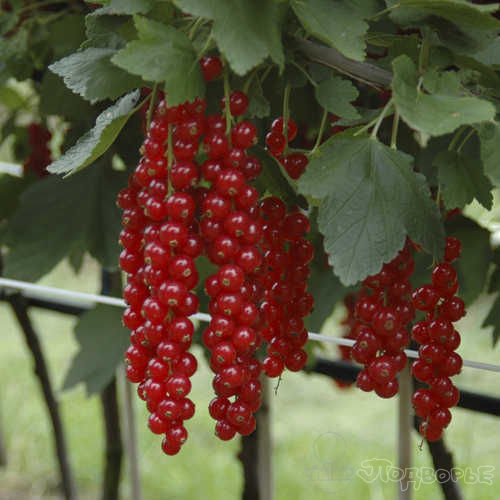 Смородина красная Ровада