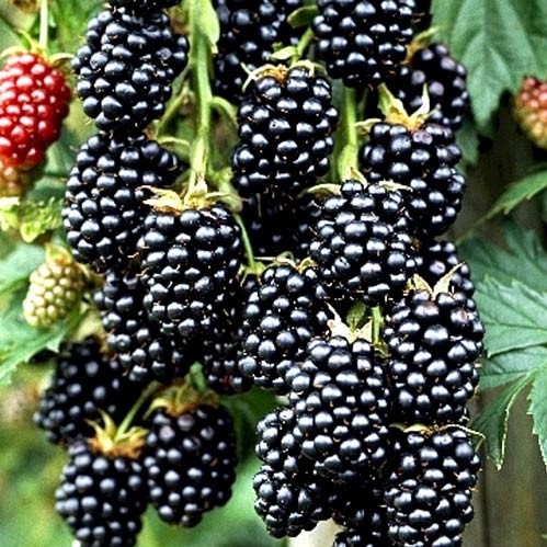 Ежевика Торнфри (Thornfree)