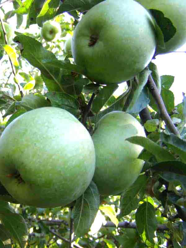 яблони Сорт Ренет Кубанский