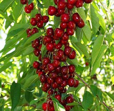 Черешня колоновидная Хелена