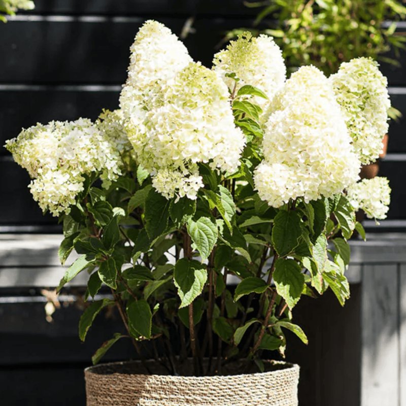 Гортензія волотиста Лівінг Шуга Раш (Living Sugar Rush) | саджанці в Украине