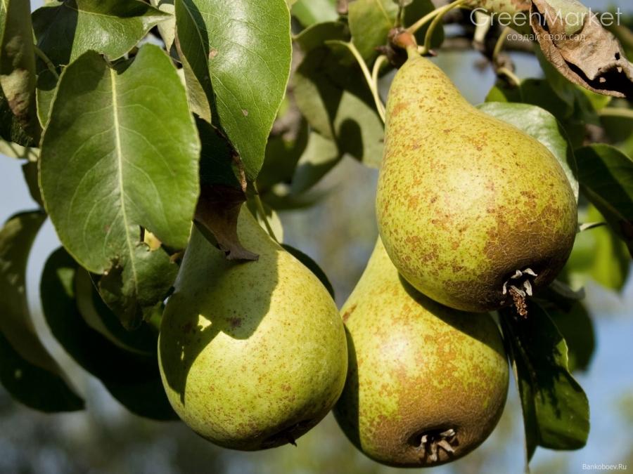 Саженцы груши Отечественная