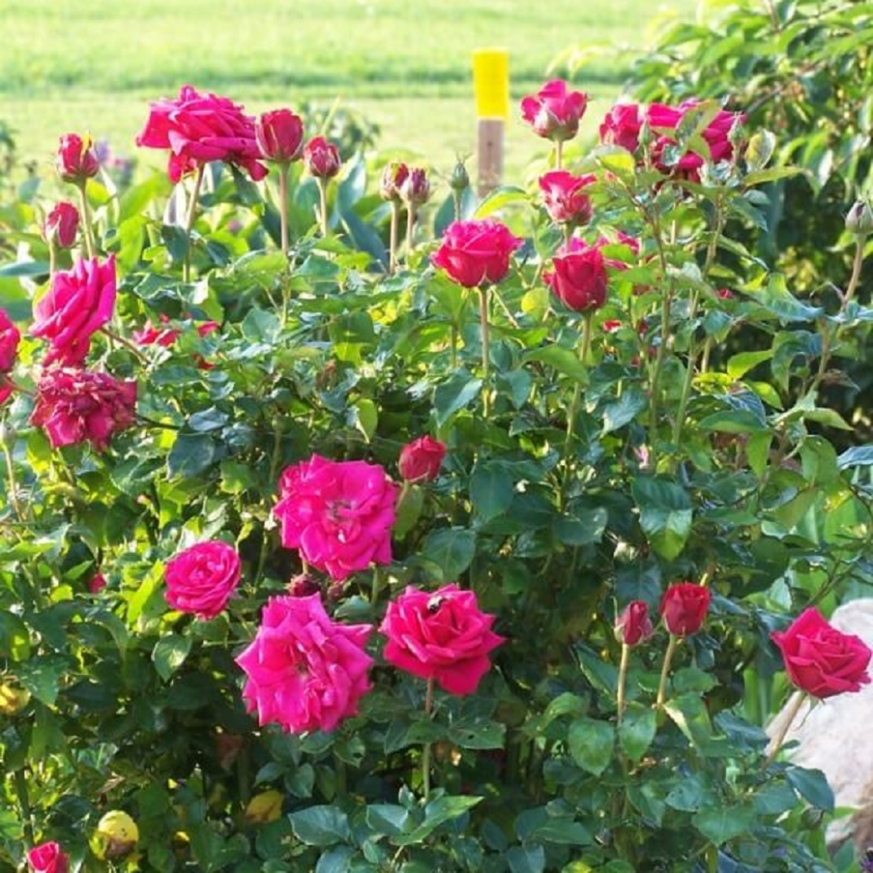 Роза миниатюрная Сирена