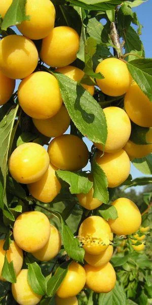 Дерево высотой не более 2-х метров. Этот сорт хорошо подходит для маленьких участков. Цветет поздно. Урожай созревает в середине августа. Плоды  крупные, сладкие с медовым вкусом.