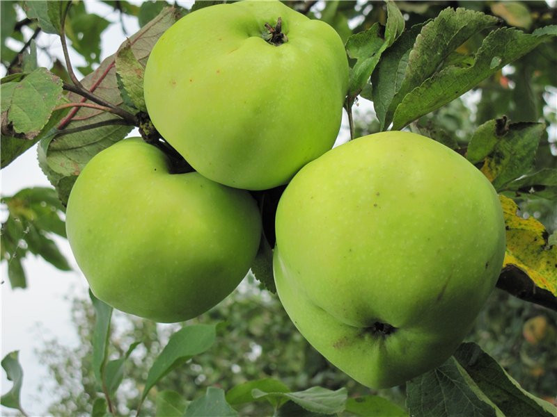 Яблоня Зимнее превосходное