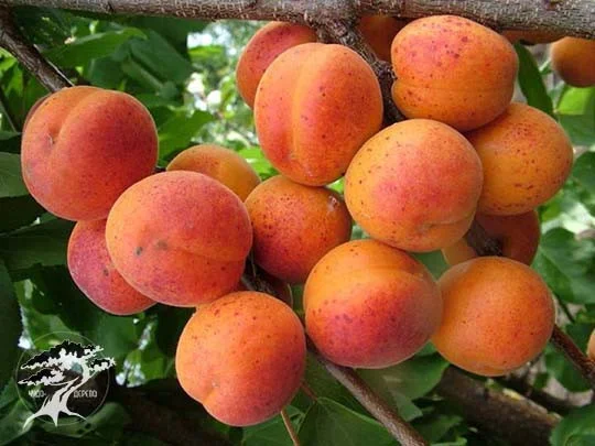 Абрикос Оболонский