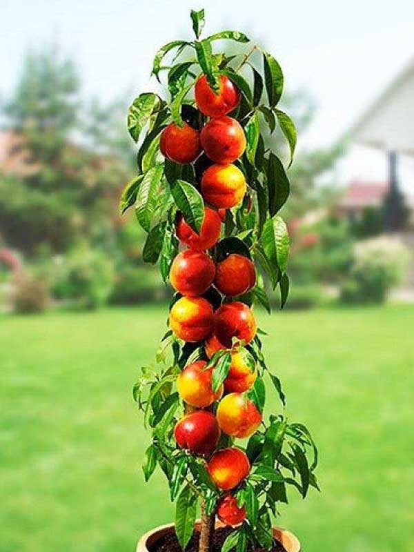 Нектарин колоновидний Фантазія 