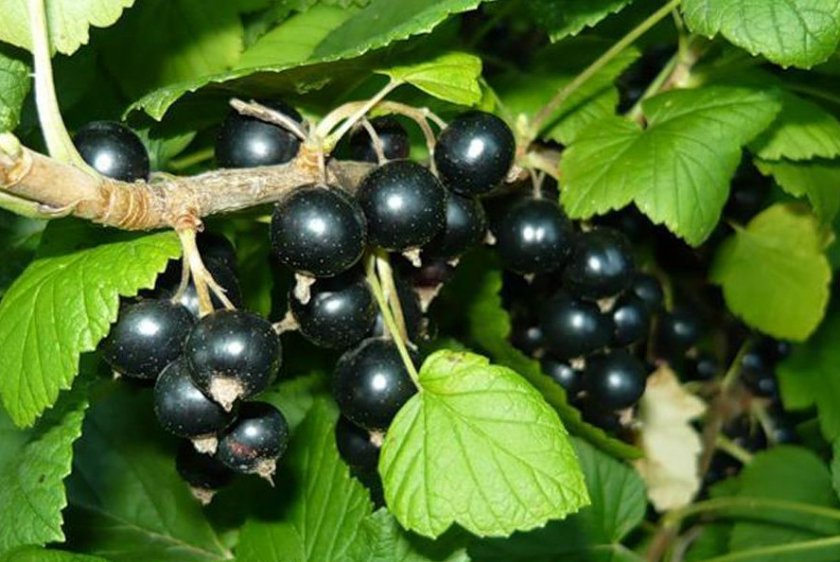 Черная смородина Тибен