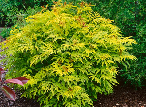 Бузина чёрная желтолистная Ауреа