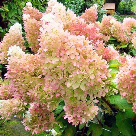 Гортензия метельчатая Диамантино (Diamantino)