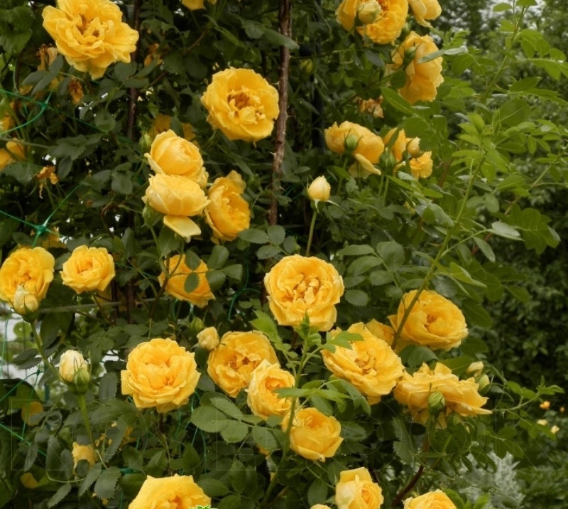 Роза на штамбе Голдштерн (Goldstern)