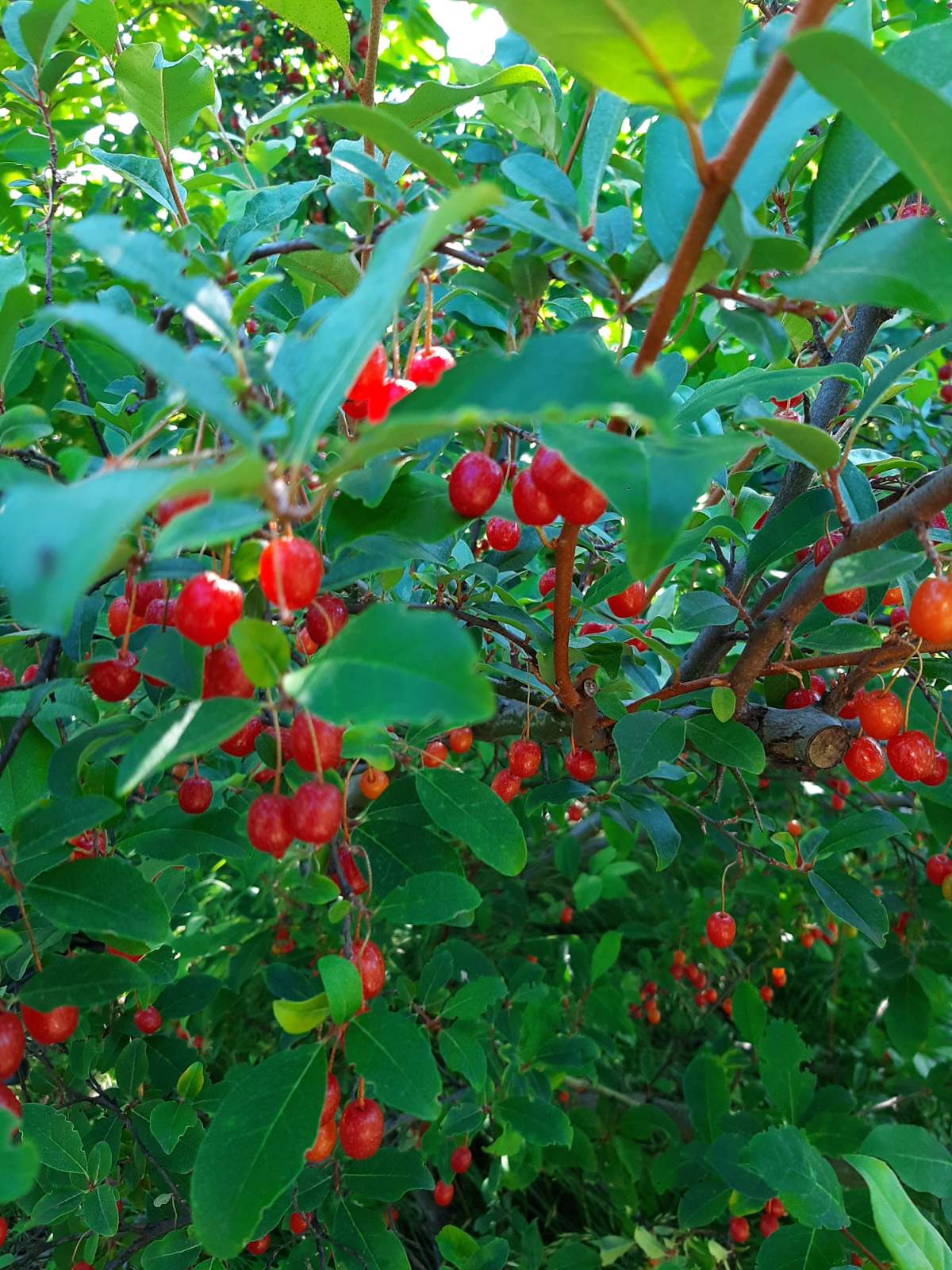 Гуми сорт Урожайный Вавилова