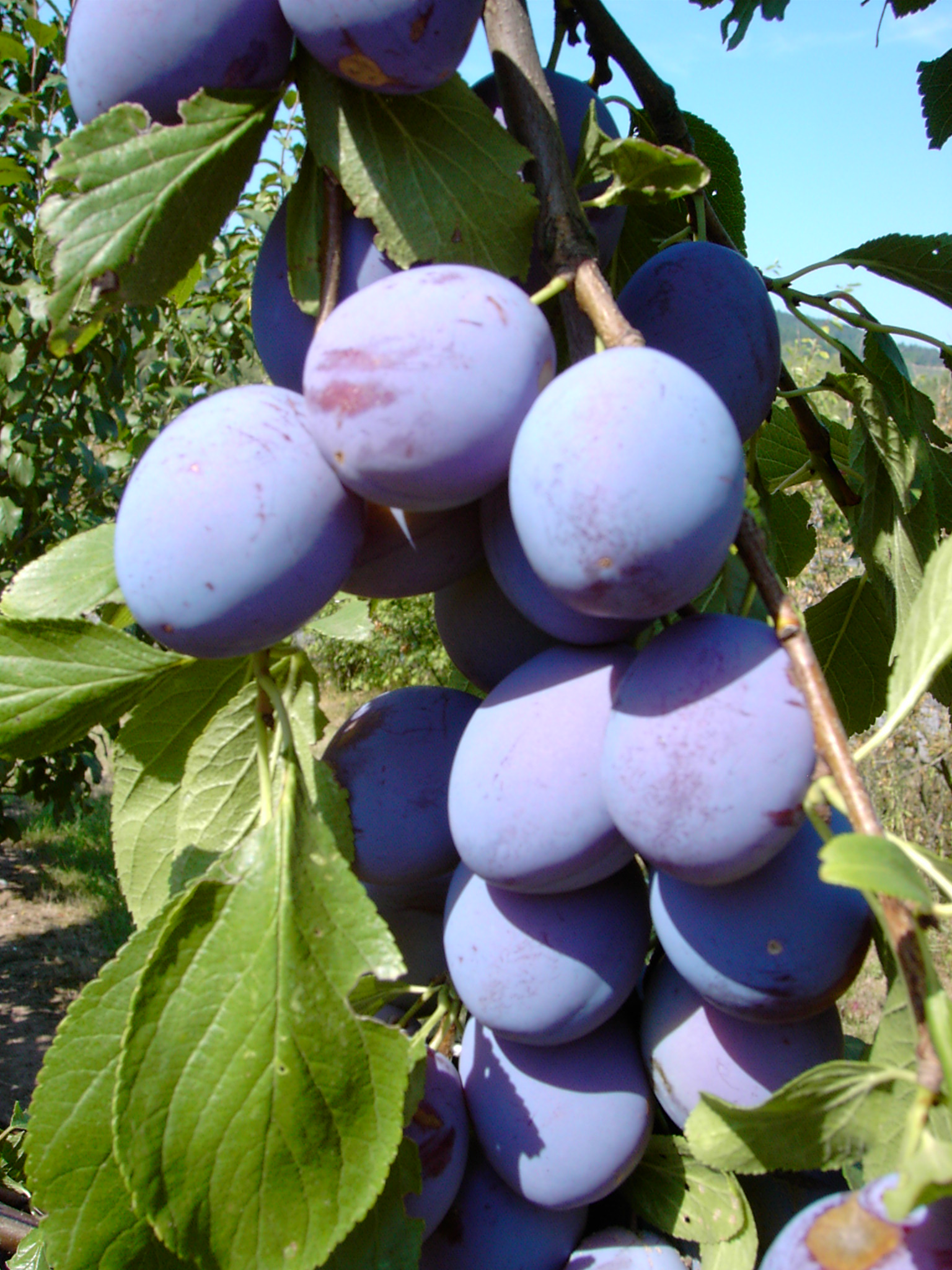 слива ханита